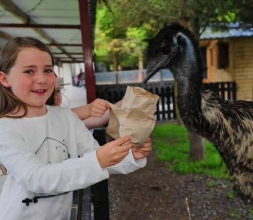 Young girl feeding an animal at Glendeer Pet Farm