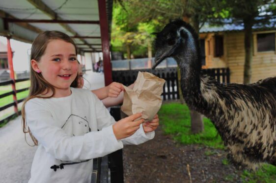 Young girl feeding an animal at Glendeer Pet Farm