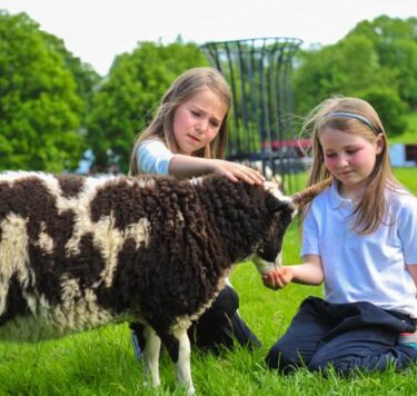 Children petting friendly sheep at Glendeer Pet Farm in a green field