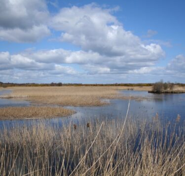 Lough Boora Wetlands lake on a sunny day
