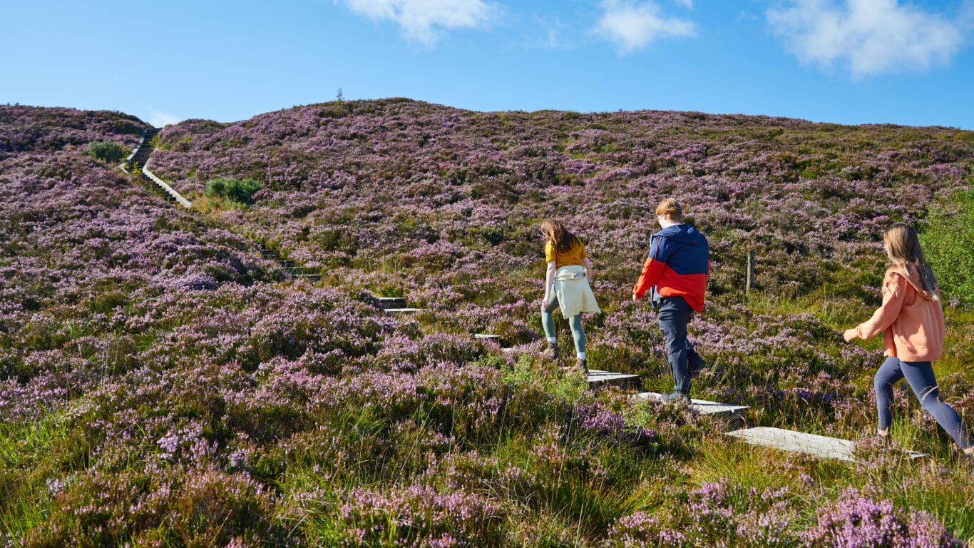 Ridge of Capard, Slieve Bloom, Co Laois_master_1